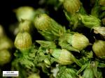 Orthotrichum ohioense Sullivant & Lesquereux