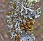 Orthotrichum ohioense Sullivant & Lesquereux