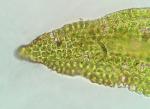 Orthotrichum ohioense Sullivant & Lesquereux