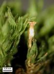 Orthotrichum stellatum Bridel
