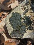 Orthotrichum strangulatum P. Beauv.