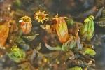 Orthotrichum strangulatum P. Beauv.