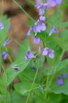Orychophragmus violaceus (L.) O.E. Schulz