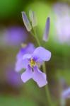 Orychophragmus violaceus (L.) O.E. Schulz