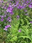Orychophragmus violaceus (L.) O.E. Schulz