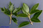 Osmanthus heterophyllus D. Don
