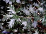 Osmanthus heterophyllus D. Don