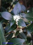 Osmanthus heterophyllus D. Don