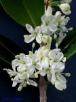 Osmanthus heterophyllus D. Don