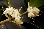 Osmanthus heterophyllus D. Don