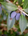 Osmanthus heterophyllus D. Don