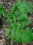 Osmunda × ruggii R. Tryon
