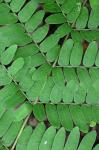Osmunda × ruggii R. Tryon