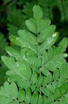 Osmunda × ruggii R. Tryon