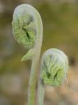 Osmundastrum cinnamomeum (L.) C. Presl var. cinnamomeum