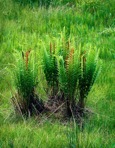 Osmundastrum cinnamomeum (L.) C. Presl var. cinnamomeum