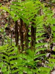 Claytosmunda claytoniana (L.) Metzgar & Rouhan