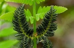 Claytosmunda claytoniana (L.) Metzgar & Rouhan