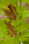 Claytosmunda claytoniana (L.) Metzgar & Rouhan