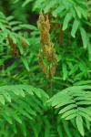 Osmunda spectabilis Willd.