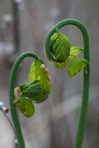 Osmunda spectabilis Willd.