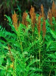 Osmunda spectabilis Willd.