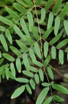 Osmunda spectabilis Willd.