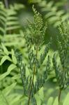 Osmunda spectabilis Willd.
