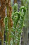 Osmundastrum cinnamomeum (L.) C. Presl var. cinnamomeum