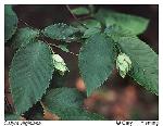 Ostrya virginiana (P.Mill.) K.Koch
