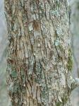 Ostrya virginiana (P.Mill.) K.Koch