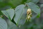 Ostrya virginiana (P.Mill.) K.Koch