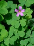Oxalis articulata Savigny