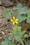 Oxalis corniculata L.