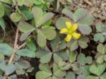 Oxalis corniculata L.