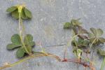 Oxalis corniculata L.