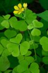 Oxalis grandis Small
