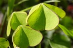 Oxalis grandis Small