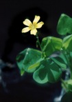 Oxalis grandis Small