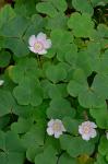 Oxalis montana Raf.