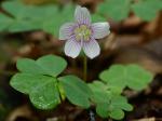 Oxalis montana Raf.