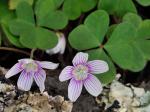 Oxalis montana Raf.