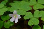 Oxalis montana Raf.