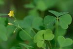 Oxalis stricta L.