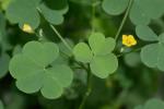 Oxalis stricta L.