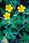 Oxalis dillenii Jacquin