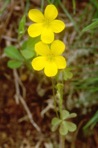 Oxalis dillenii Jacquin