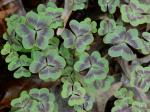 Oxalis violacea L.