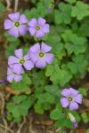 Oxalis violacea L.
