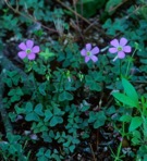 Oxalis violacea L.